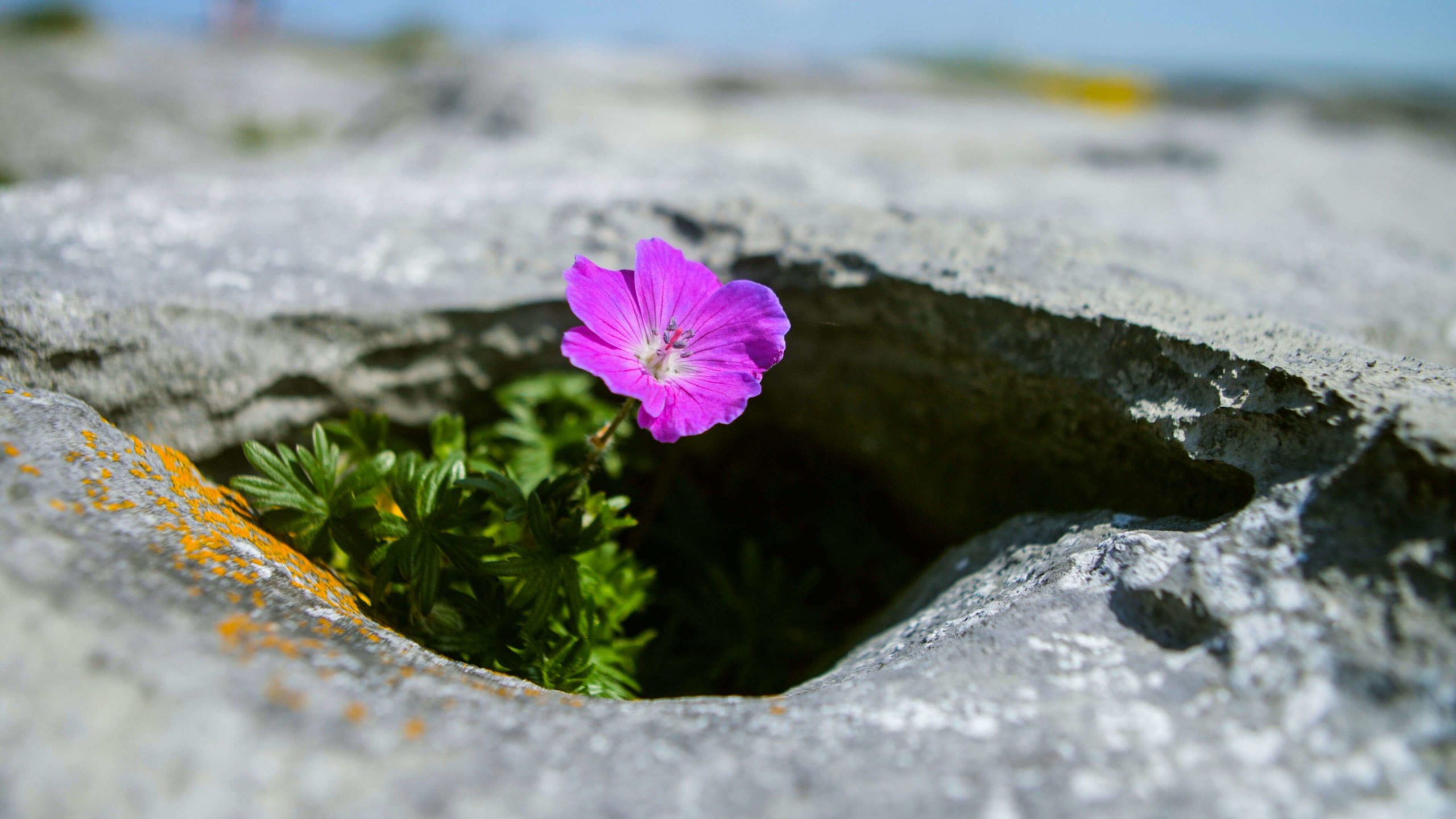 Spring Breaks in Ireland - The Burren